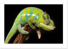 Reptiles / Amphibian Art Print 59453846