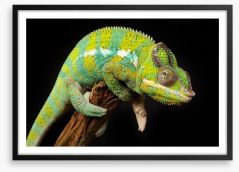 Reptiles / Amphibian Framed Art Print 59453846