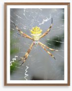 Insects Framed Art Print 59479483