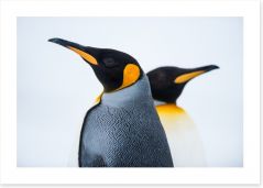King penguins Art Print 59571327