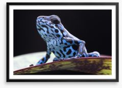 Reptiles / Amphibian Framed Art Print 59681994