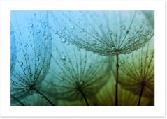 Dandelion dew drops Art Print 59980525
