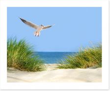 Sand dunes and seagull Art Print 60039027