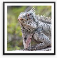 Reptiles / Amphibian Framed Art Print 60359537