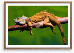 Reptiles / Amphibian Framed Art Print 60661851