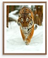 Portrait of a Siberian tiger Framed Art Print 60720302