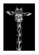 Giraffe in black and white Art Print 60752164