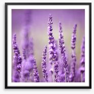 Lavender life Framed Art Print 60756644