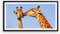 Giraffe kiss Framed Art Print 60822692