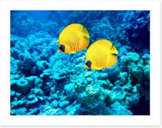 Yellow coral fish Art Print 60962801