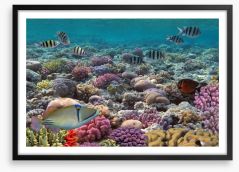 Fish / Aquatic Framed Art Print 61090956