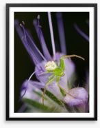 Insects Framed Art Print 61097175