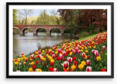 Narcissus in the tulips Framed Art Print 61265888