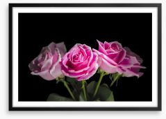 A rosy romance Framed Art Print 61303589
