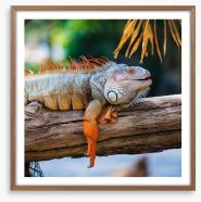 Iguana on a branch Framed Art Print 61903719