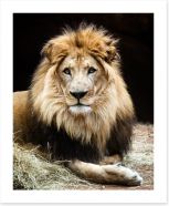 The lion king Art Print 62092718