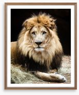 The lion king Framed Art Print 62092718