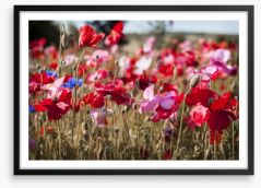 Blooming poppy field Framed Art Print 62546435