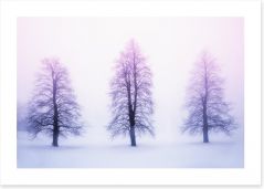 Three winter trees