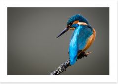 Kingfisher perched Art Print 62644513