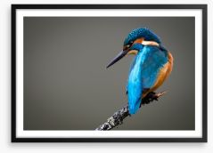 Kingfisher perched Framed Art Print 62644513