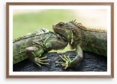 Iguana love Framed Art Print 62663327