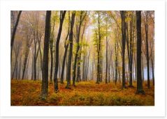 Autumn in the misty beech forest Art Print 62716115