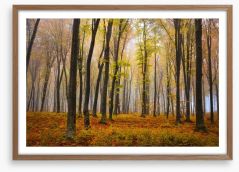 Autumn in the misty beech forest Framed Art Print 62716115