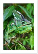 Reptiles / Amphibian Art Print 62757101