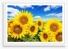 Blue sky sunflowers Framed Art Print 62796944