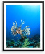 Fish / Aquatic Framed Art Print 62835169