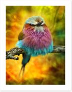 Lilac breasted roller bird Art Print 62909322
