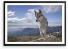 Lone wolf Framed Art Print 62924137