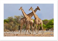  Etosha National Park 63129442