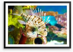 Fish / Aquatic Framed Art Print 63175681