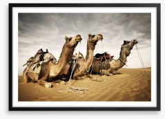 Three camels Framed Art Print 63313928