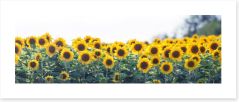 Sunflower meadow panoramic Art Print 63339170