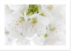 White blossom Art Print 63497541