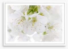 White blossom Framed Art Print 63497541