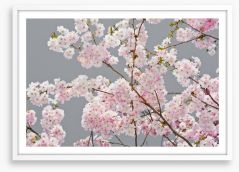 Apple blossom on grey Framed Art Print 63588637