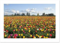 Tulips forever Art Print 63595056