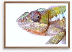 Reptiles / Amphibian Framed Art Print 63597059