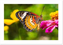 Butterflies Art Print 63621817