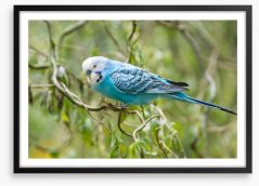 Little blue budgerigar Framed Art Print 63623663