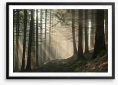 Sunrise in the coniferous forest Framed Art Print 63631046