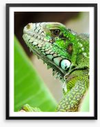 Reptiles / Amphibian Framed Art Print 63865389