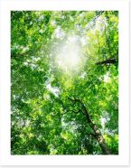 Forests Art Print 63892347