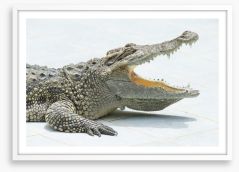 Reptiles / Amphibian Framed Art Print 63961873