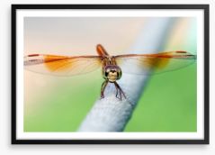 Insects Framed Art Print 64040647