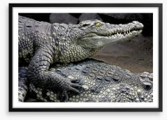 Reptiles / Amphibian Framed Art Print 64069333